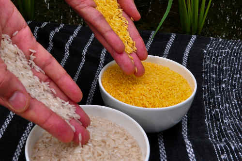 Bild: International Rice Research Institute (IRRI) CC BY 2.0